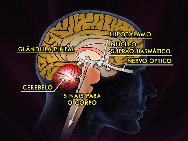 ilustração cérebro em corte